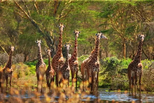 Giraffes during the 1-day Mikumi National Luxury safari from Zanzibar