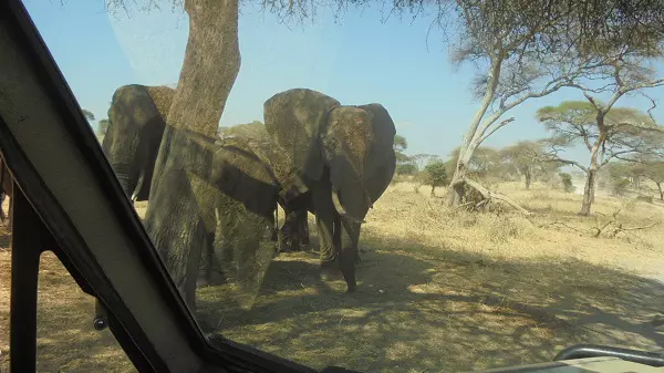 Herd of Elephants during 1-day Tanzania Luxury Safari tour to Ngorongoro Crater