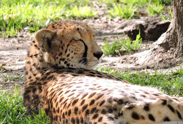 Cheetah during the 2-day Tanzania luxury camping safari tour in Ngorongoro Crater