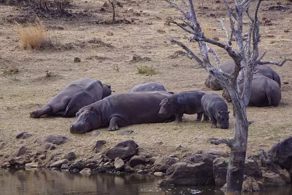 Hippos during the 2-day Tanzania luxury safari tour in Ngorongoro Crater