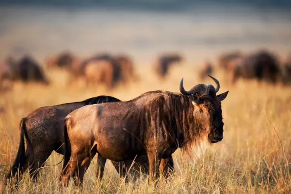 Wildebeest during the 3-day Serengeti migration safari luxury tour