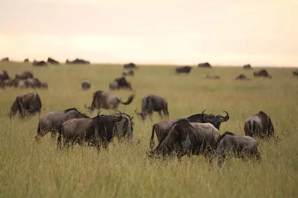 Wildebeests during the 2-day Serengeti luxury safari tour fly-in fly-out package