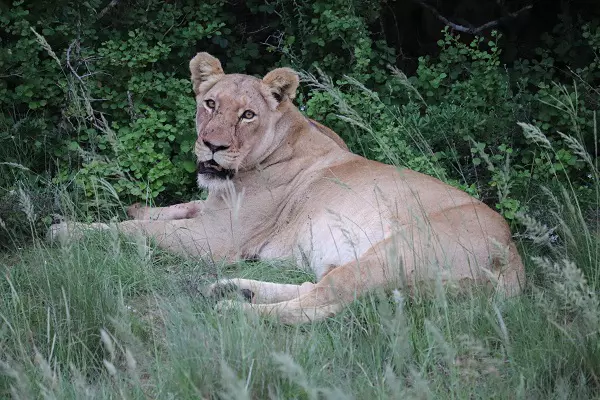 Lioness spotted at rests during the 3-day Tanzania luxury camping safari tour package in Ngorongoro Crater