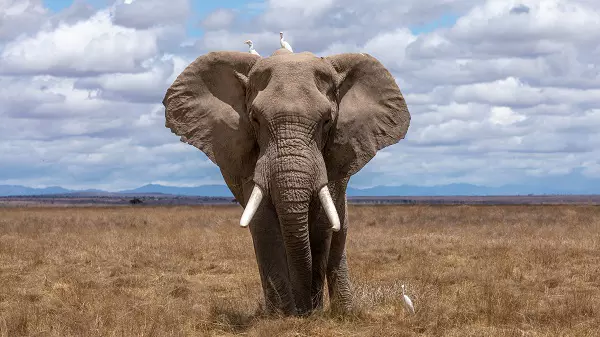 Elephant in the park during 3 days Tanzania luxury camping safari tour in Serengeti