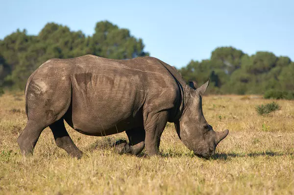 A giant rhino spotted during the 3-day Tanzania luxury safari tour in Ngorongoro Crater