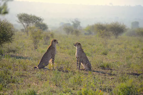 Cheetahs in Serengeti during the 3-day Tanzania Luxury Safari Tour