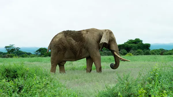 Elephant during a 4-day Serengeti luxury safari tour