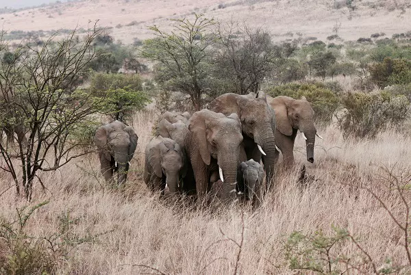 Herd of elephants during the 4-day Tanzania luxury safari tour in Serengeti National Park