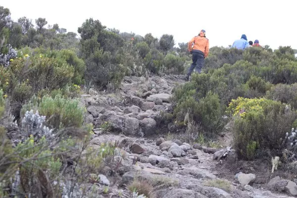 A scenic trail during the 5-day Marangu route luxury Kilimanjaro climbing tour