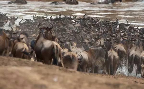 Herd of wildebeests crossing the river during the 5-day Serengeti migration safari tour