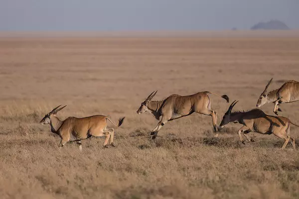 Antelopes during the 5-day Serengeti luxury safari tour