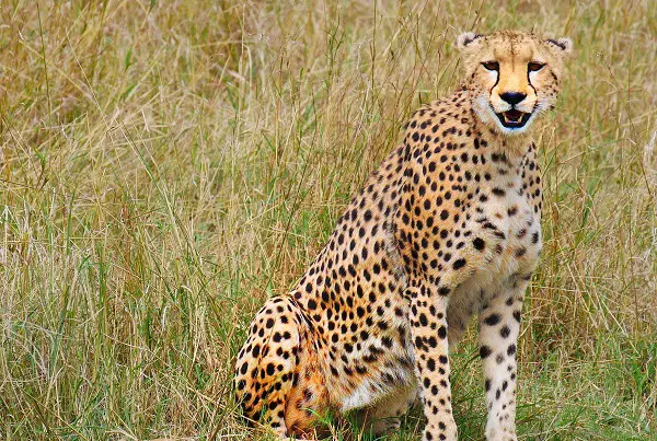 Cheetah spotted during 5 days Tanzania luxury camping safari tour in Serengeti