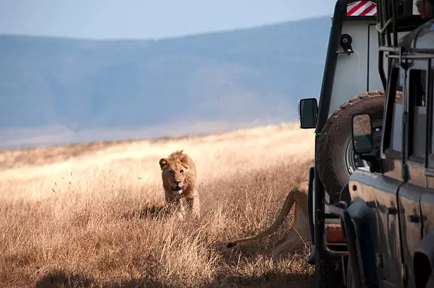 A lion in crater during the 5-day Tanzania safari and Zanzibar package