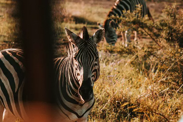 Zebra spotted during the 5-day Tanzania luxury safari tour package in Serengeti National Park