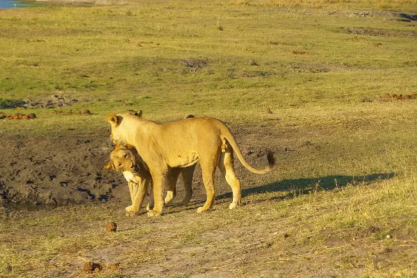 A lioness during the 6-day Serengeti luxury safari tour package