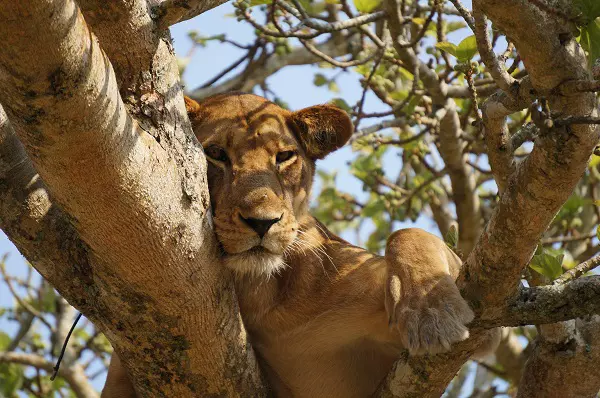 Lioness rest on the tree in Lake Manyara during the 6-day Tanzania luxury camping safari tour