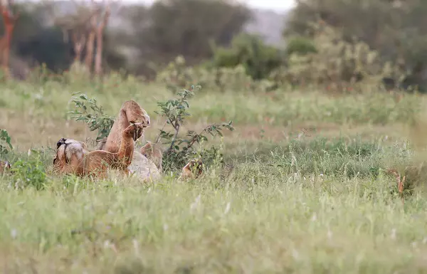 Lion spotted playing during the 7-day Serengeti luxury safari tour