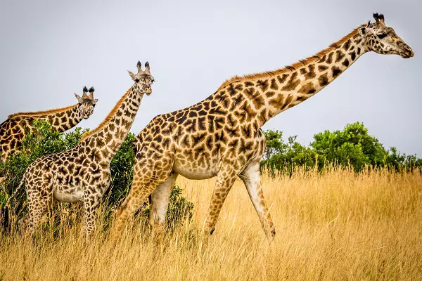 Giraffes during the 7-day Tanzania luxury safari package, a one-week in Tanzania tour