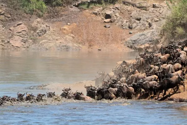 Herd of Wildebeests during the Serengeti migration safaris