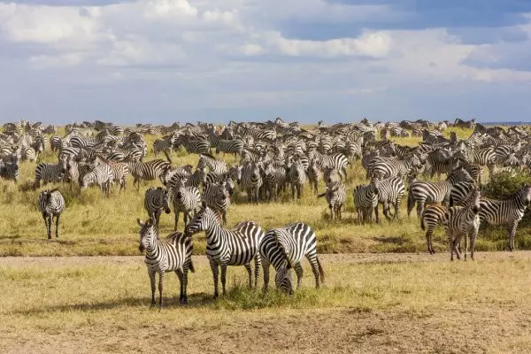 Serengeti luxury safari tour packages
