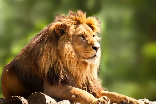 A lion chilling during the Tanzania luxury safari tour
