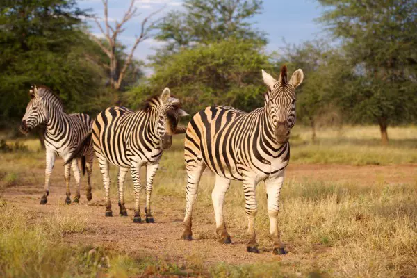 Zebra spotted during Tanzania luxury camping safari